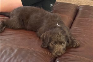 Katya - Labradoodle for sale