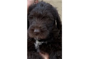 Kennedy - Labradoodle for sale