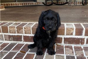 Kent - Labradoodle for sale
