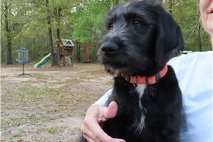 Kent - Labradoodle for sale