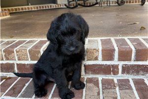 Kian - Labradoodle for sale