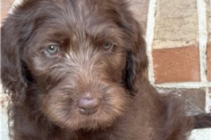 Kenny - Labradoodle for sale