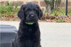 Kian - Labradoodle for sale