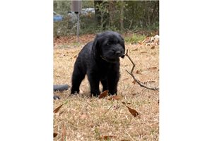 Kilo - Labradoodle for sale