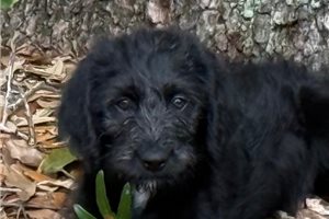 Kent - Labradoodle for sale