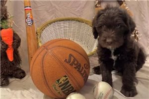 Kennedy - Labradoodle for sale