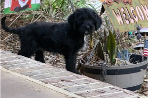 Katie - Labradoodle for sale