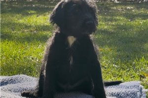 Kent - Labradoodle for sale