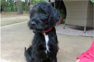 Katie - Labradoodle for sale