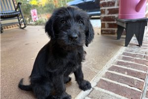 Kilo - Labradoodle for sale