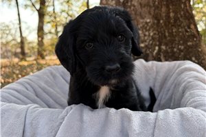 Katie - Labradoodle for sale
