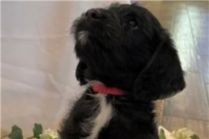Katie - Labradoodle for sale