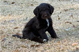 Kennedy - Labradoodle for sale