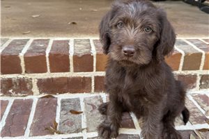 Katya - Labradoodle for sale