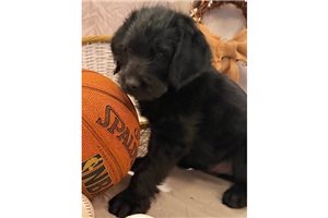 Kian - Labradoodle for sale
