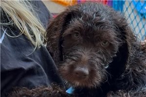 Kennedy - Labradoodle for sale