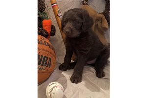 Kenny - puppy for sale