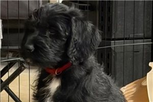 Katie - Labradoodle for sale