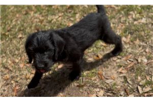 Kilo - Labradoodle for sale