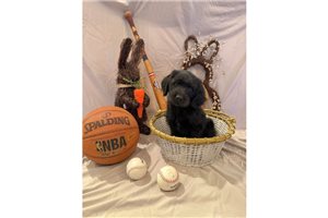 Kilo - Labradoodle for sale