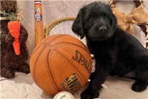 Kian - Labradoodle for sale