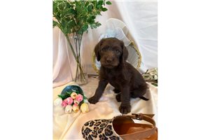 Katya - puppy for sale