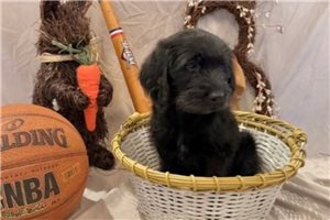 Kilo - Labradoodle for sale