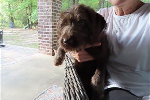 Katya - Labradoodle for sale