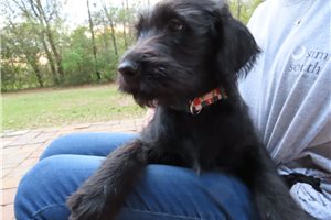 Kilo - Labradoodle for sale