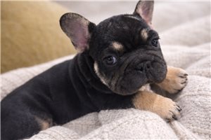 Bronson - French Bulldog for sale