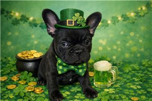 Adonis - French Bulldog for sale