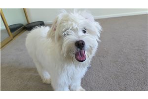Alvin - Mixed/Other for sale