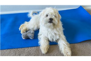 Aaron - puppy for sale