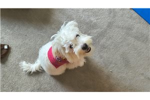 Alvin - Mixed/Other for sale
