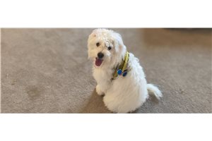 Alvin - Mixed/Other for sale