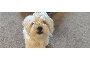 Aaron - Mixed/Other for sale