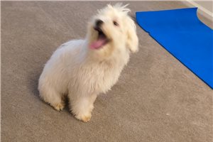 Alvin - Mixed/Other for sale