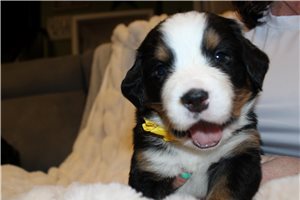 Liam - puppy for sale