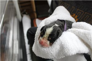 Luna - puppy for sale