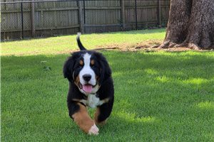 Elijah - Bernese Mountain Dog for sale