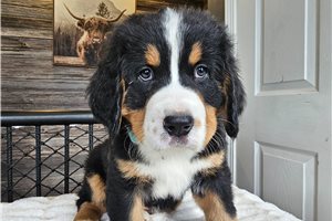 Lincoln - Bernese Mountain Dog for sale