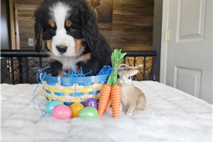 Liam - Bernese Mountain Dog for sale