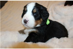 Levi - puppy for sale