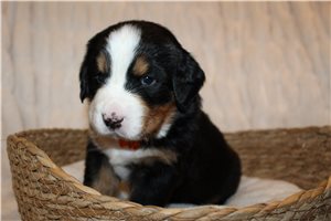 Logan - puppy for sale