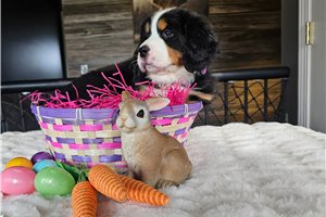 Luna - Bernese Mountain Dog for sale