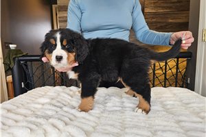 Lucas - Bernese Mountain Dog for sale