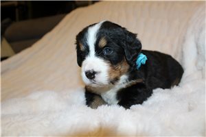 Lincoln - puppy for sale