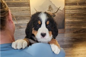 Levi - Bernese Mountain Dog for sale