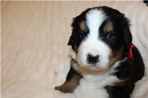 Lucas - puppy for sale