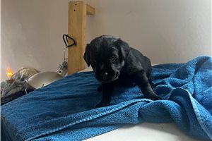 Opal - Labrador Retriever for sale